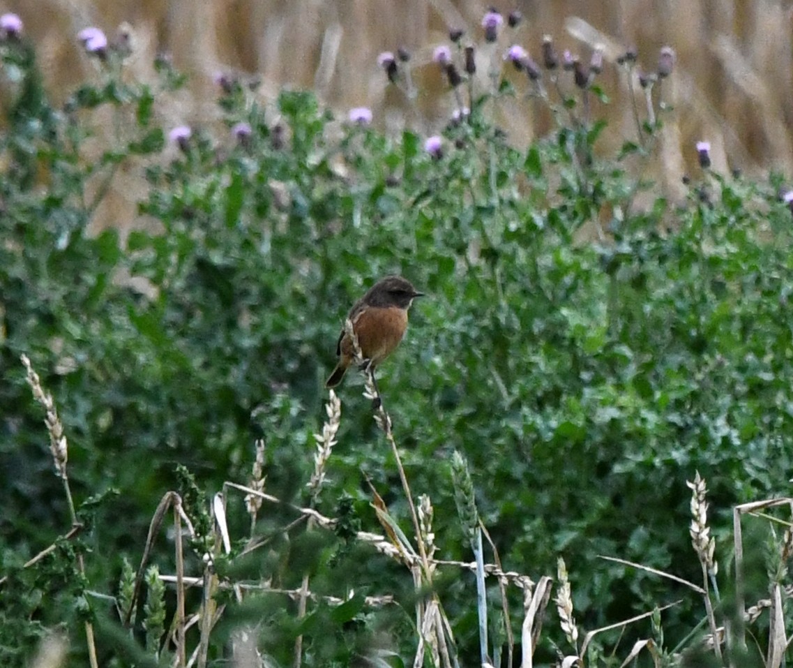 European Stonechat - ML627920740