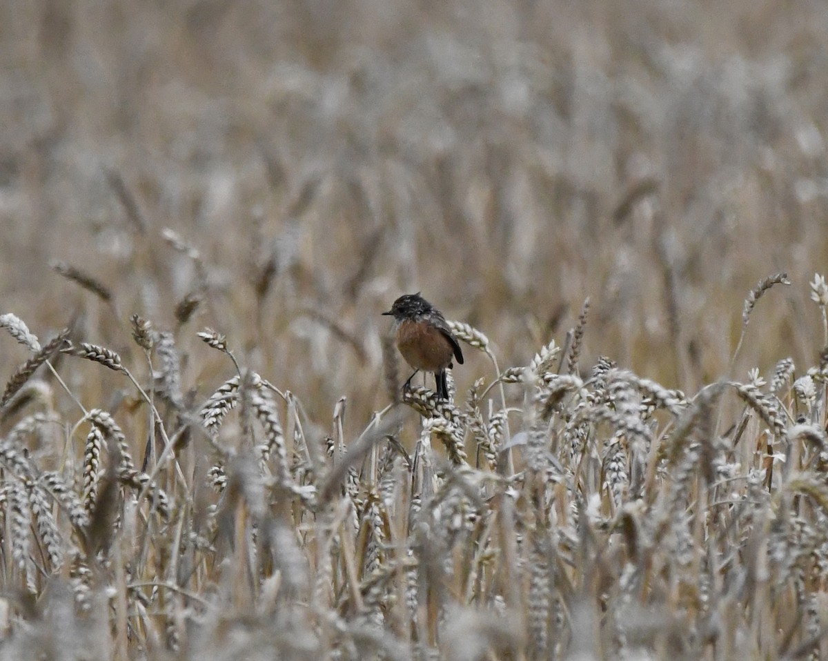 European Stonechat - ML627920741