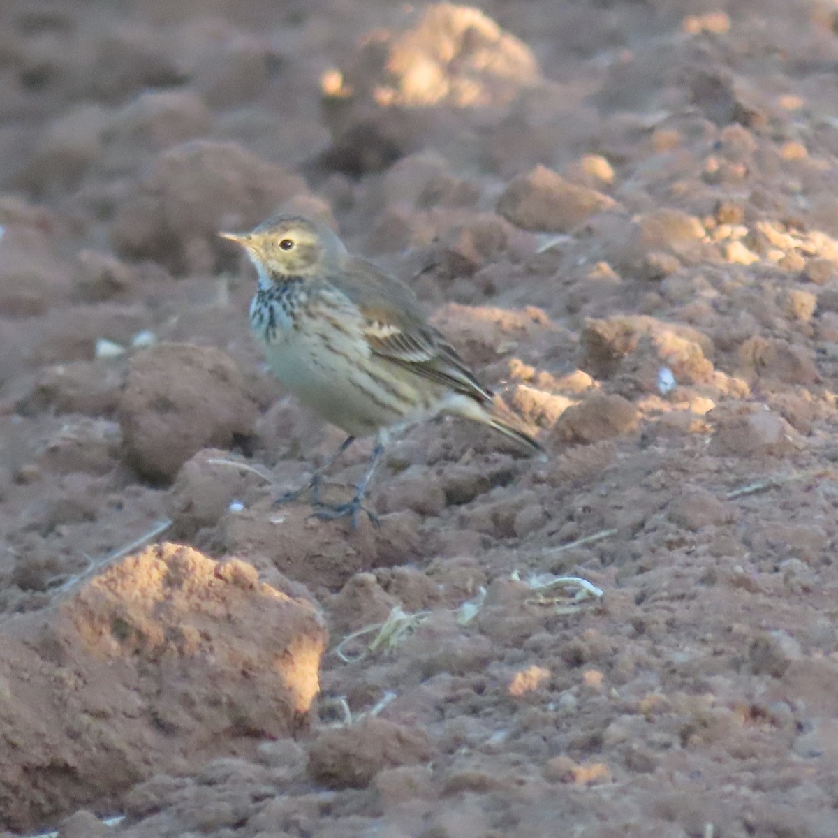 American Pipit - ML627920742