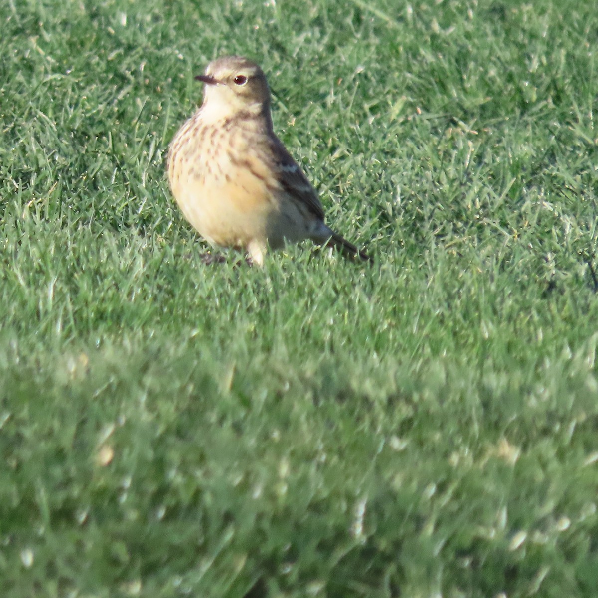 American Pipit - ML627920743