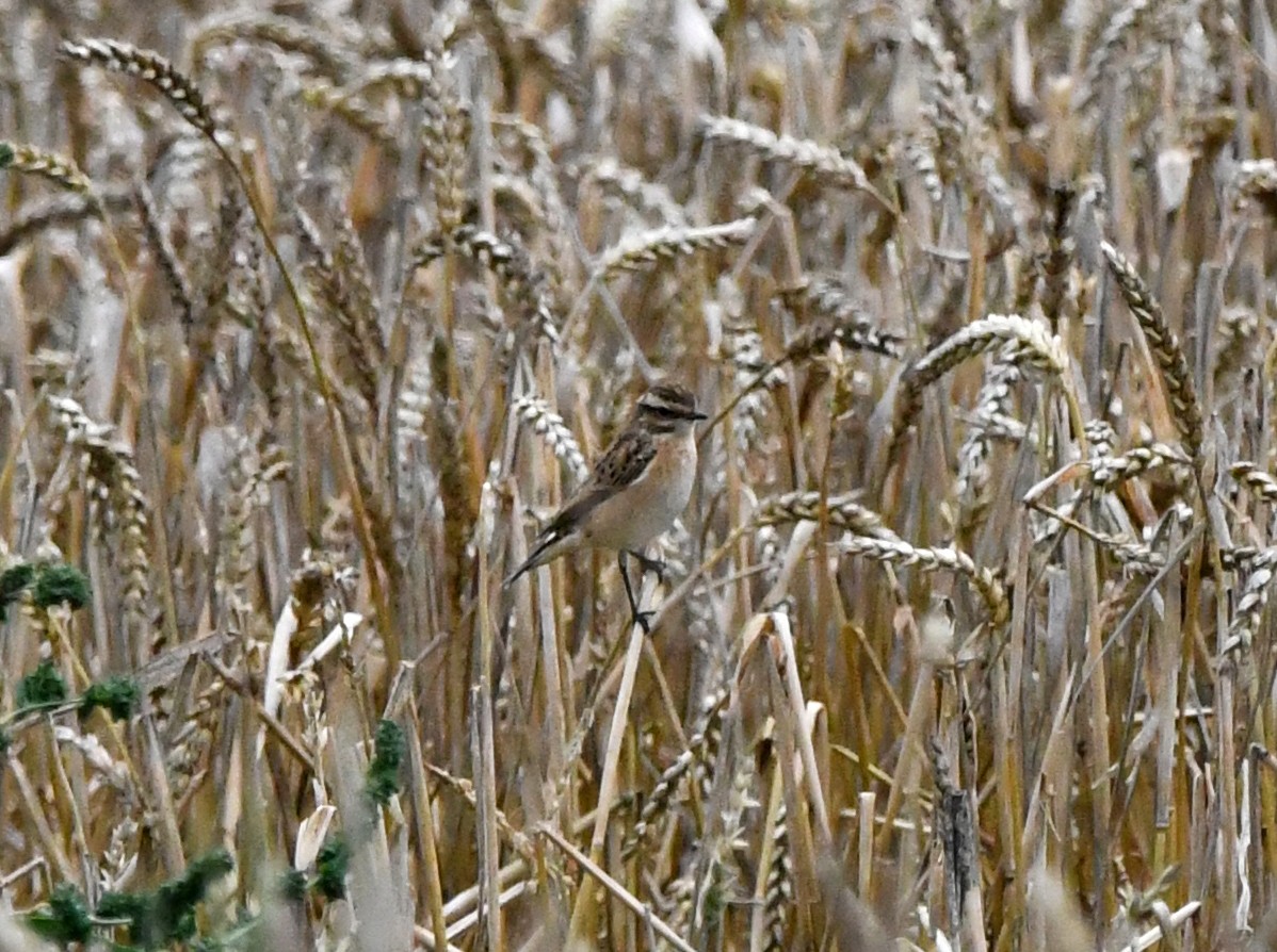 Whinchat - ML627920750