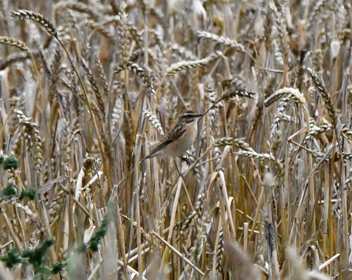 Whinchat - ML627920755