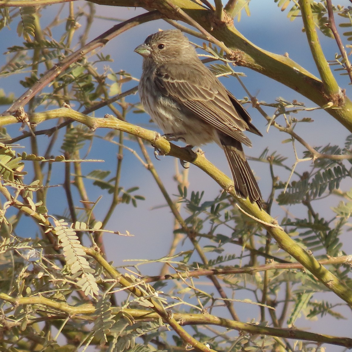 House Finch - ML627920757