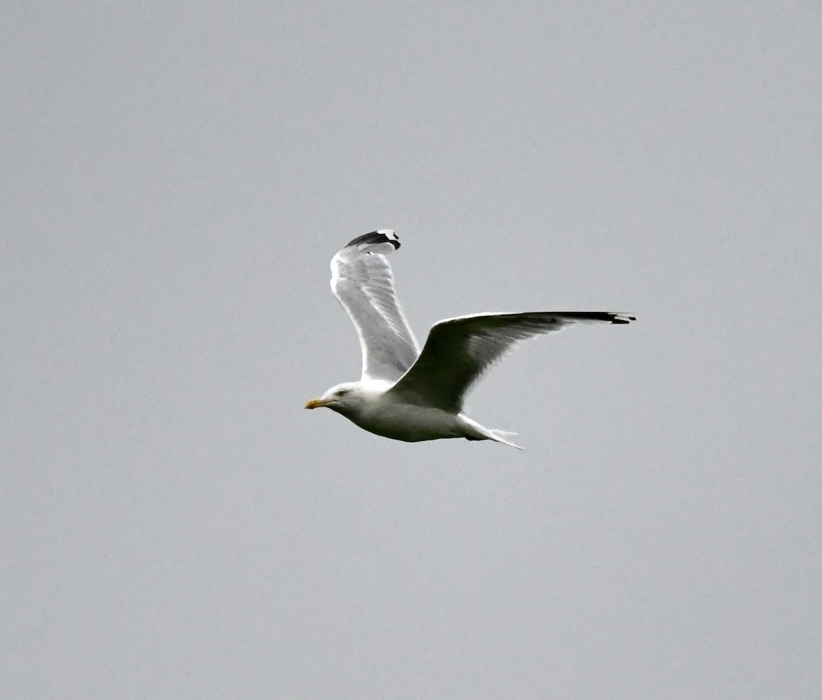 European Herring Gull - ML627920762