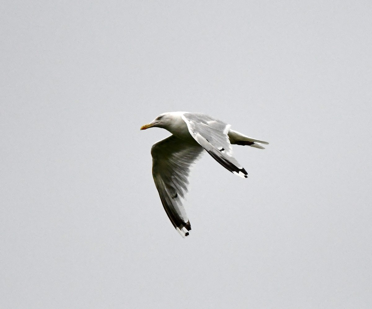 European Herring Gull - ML627920763