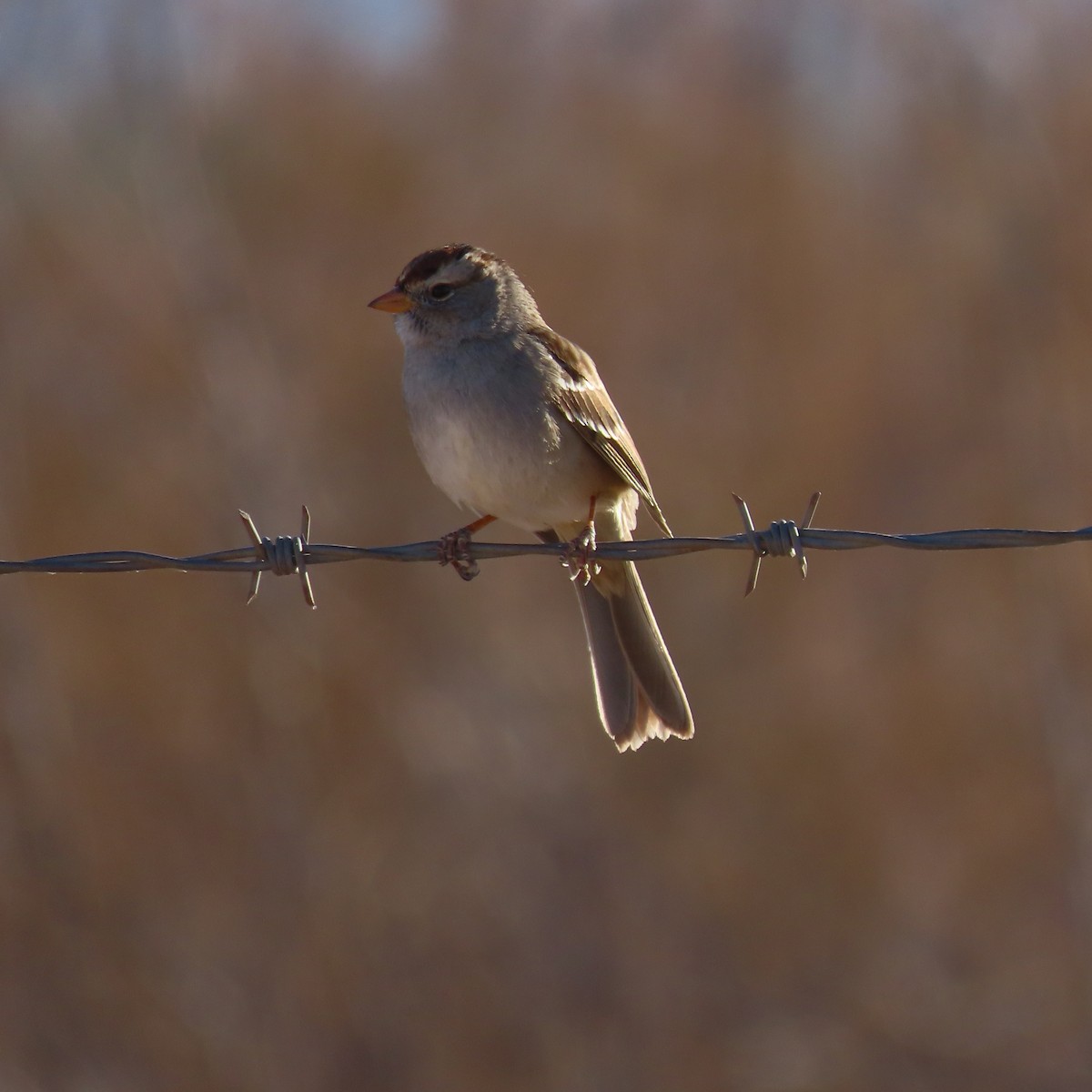 White-crowned Sparrow - ML627920764