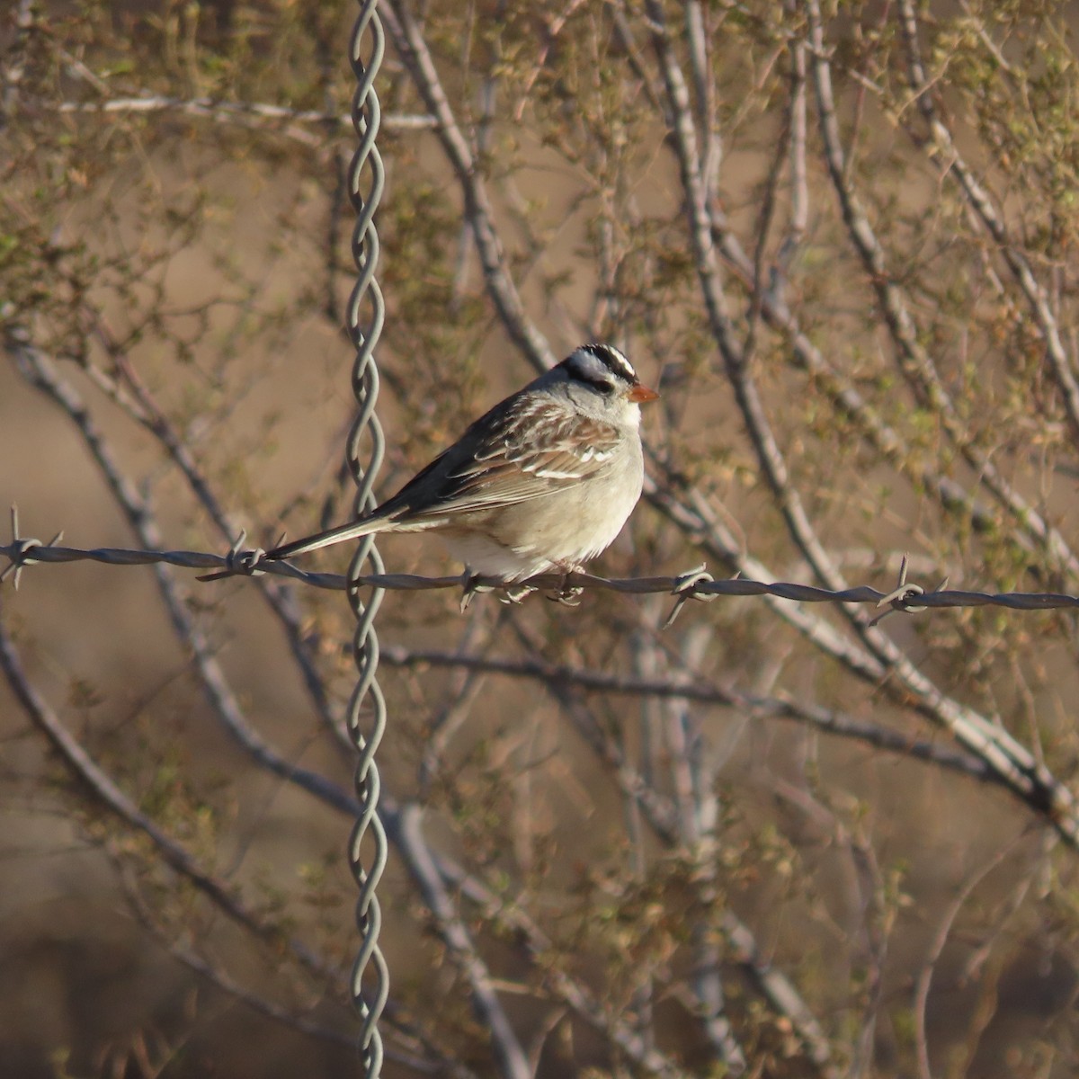 White-crowned Sparrow - ML627920765