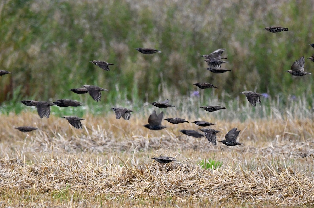 European Starling - ML627920774