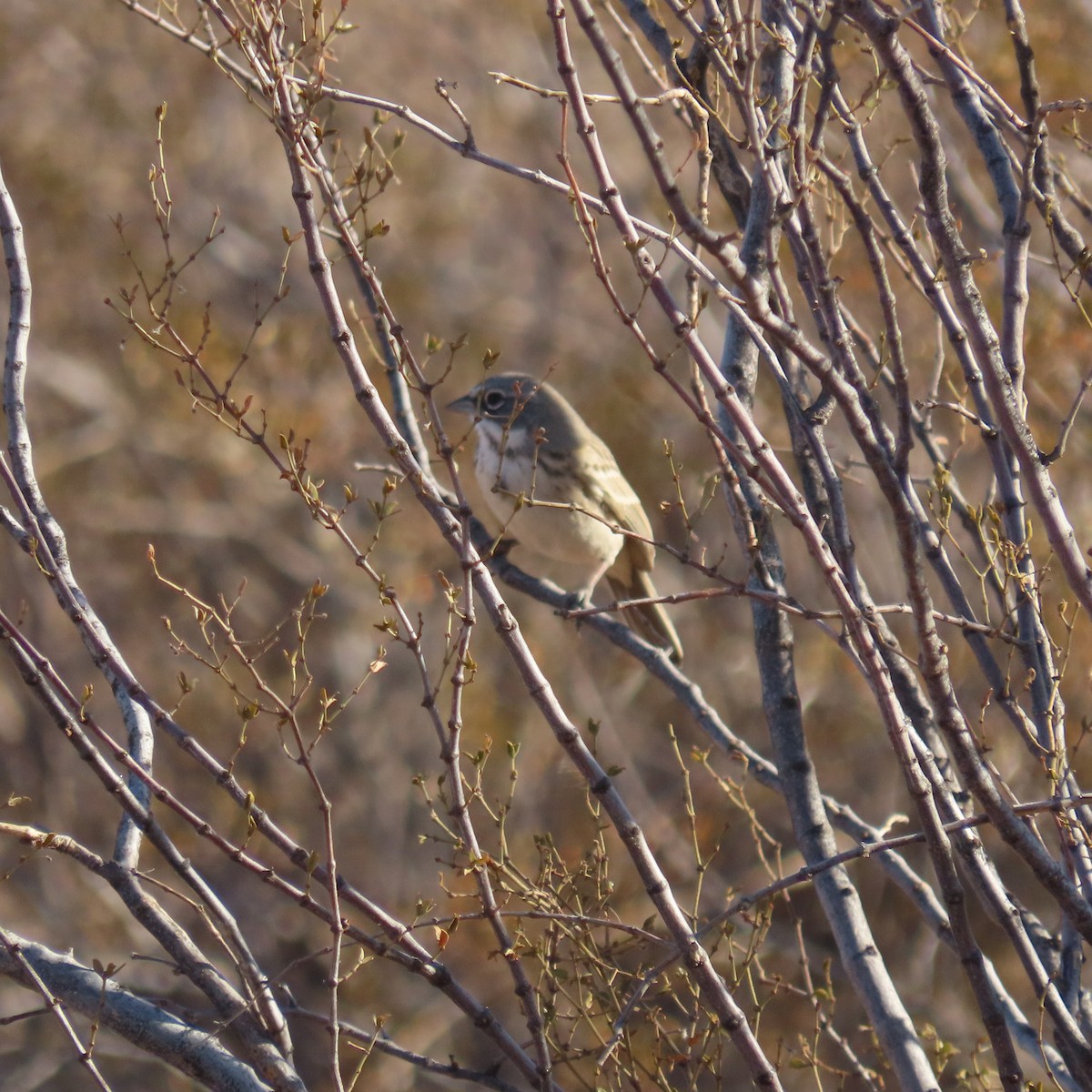 Sagebrush Sparrow - ML627920775