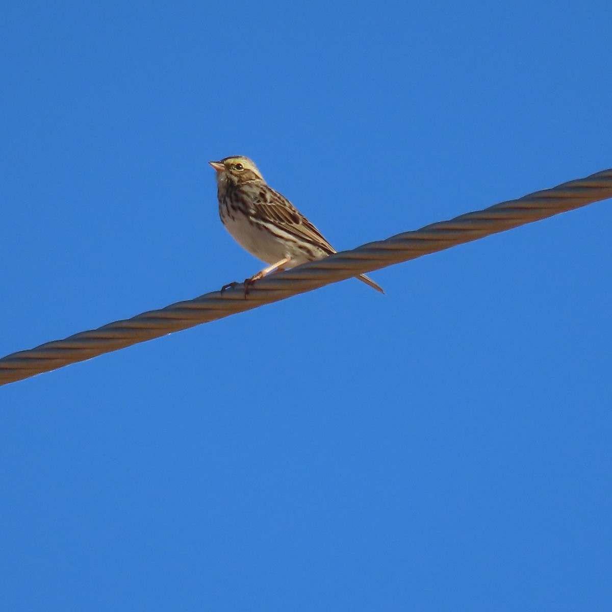 Savannah Sparrow - ML627920785