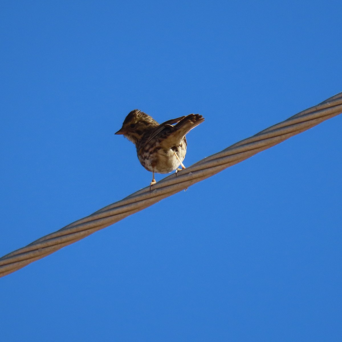 Savannah Sparrow - ML627920786