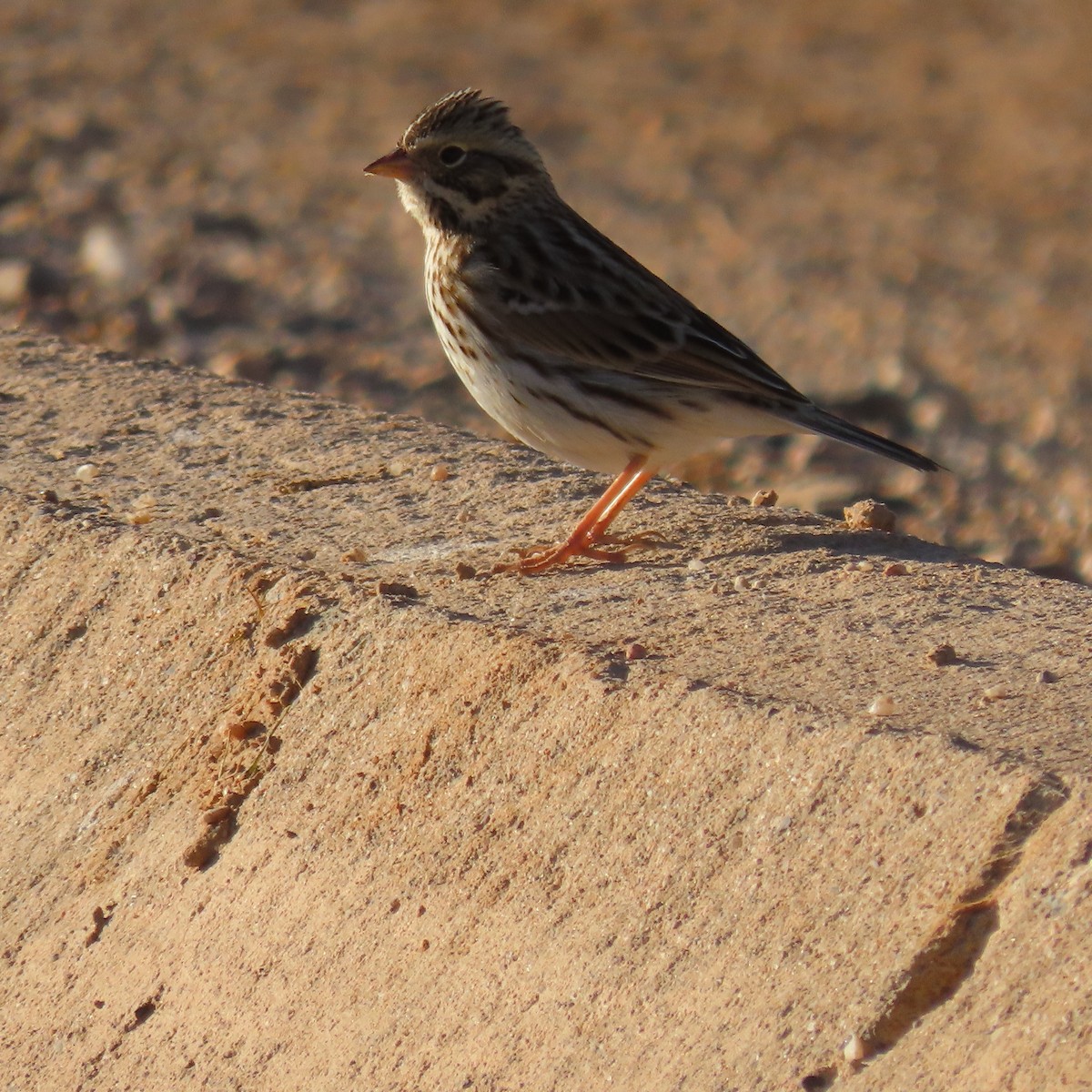 Savannah Sparrow - ML627920787