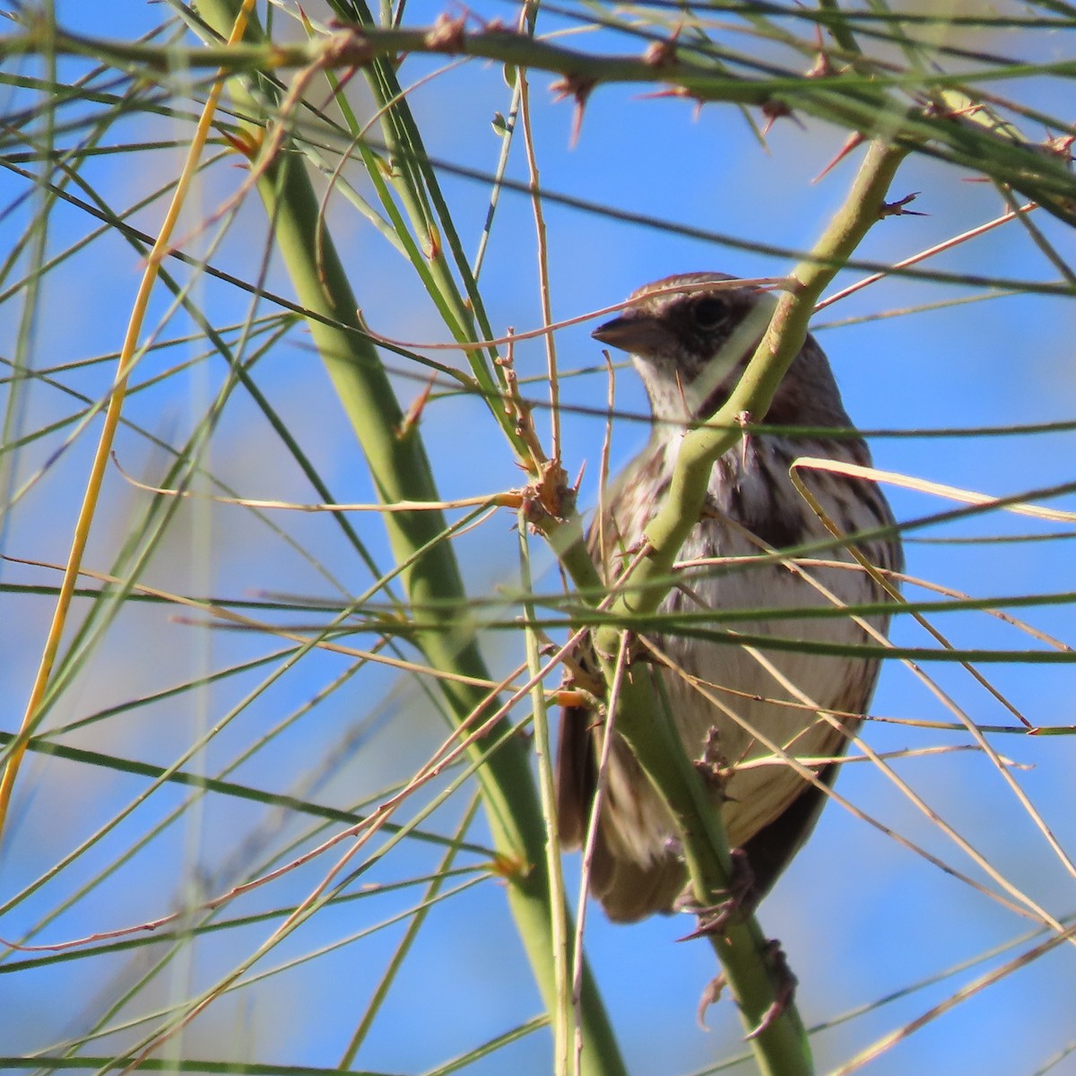 Song Sparrow - ML627920800