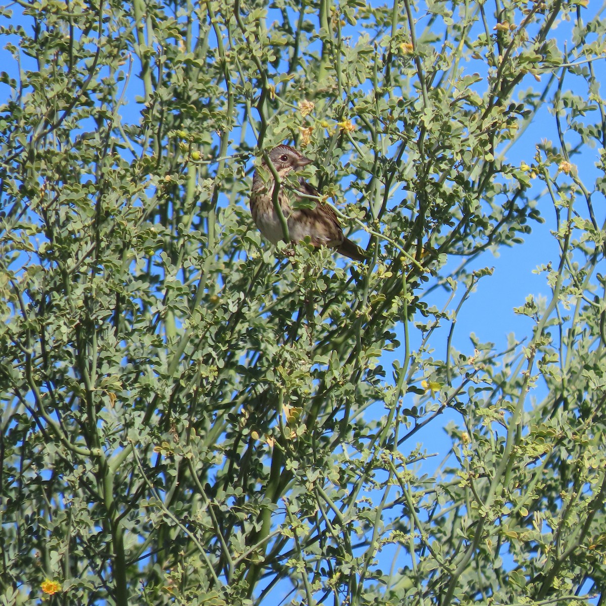 Lincoln's Sparrow - ML627920807