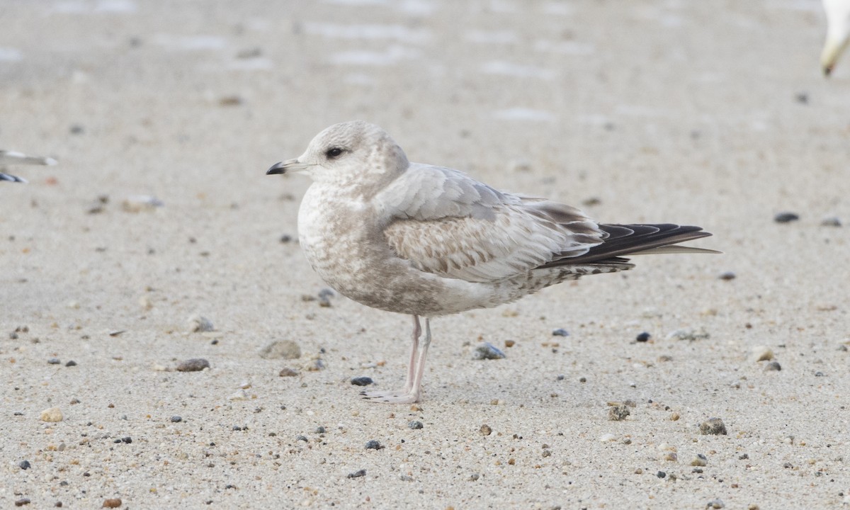 Short-billed Gull - ML62792081