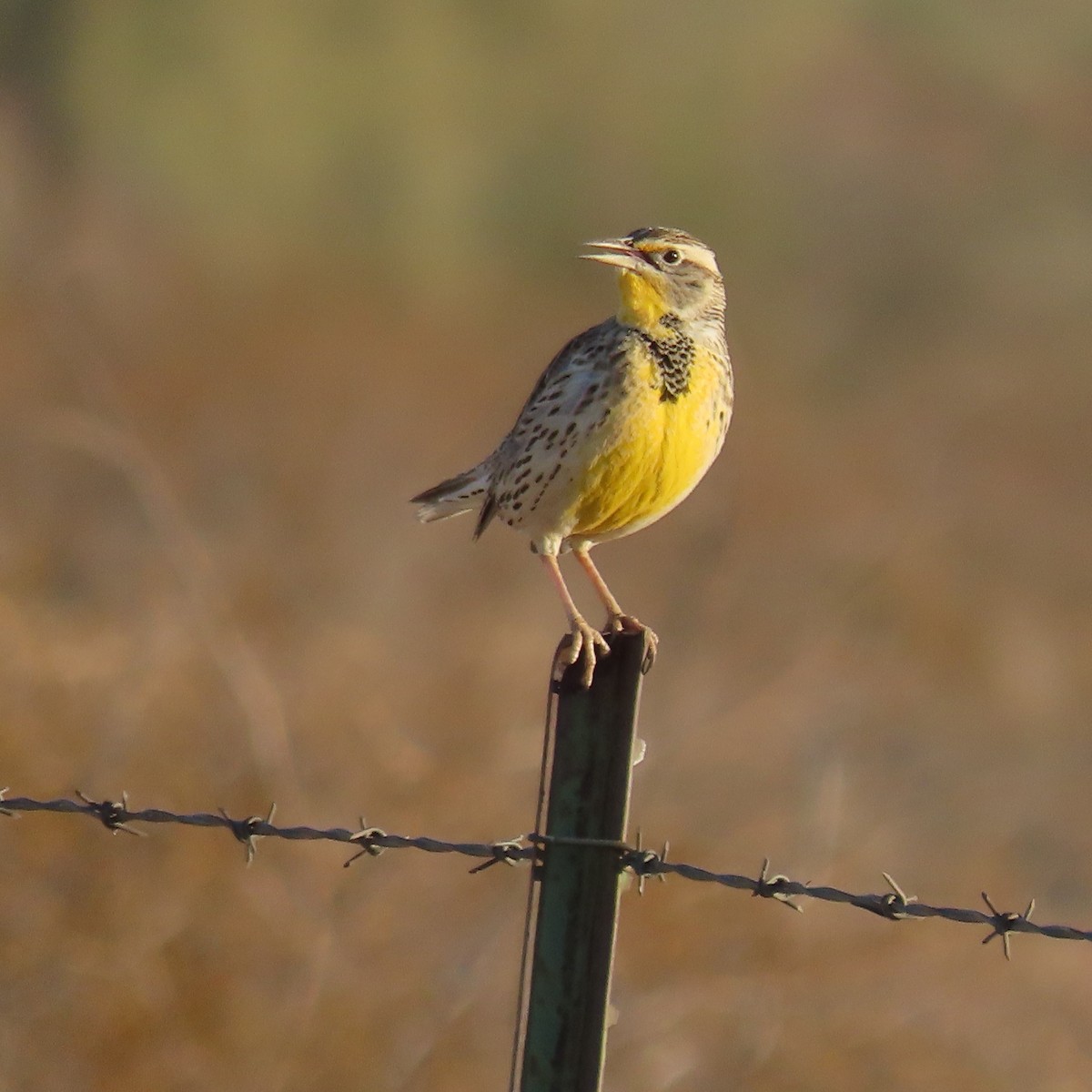 Western Meadowlark - ML627920820