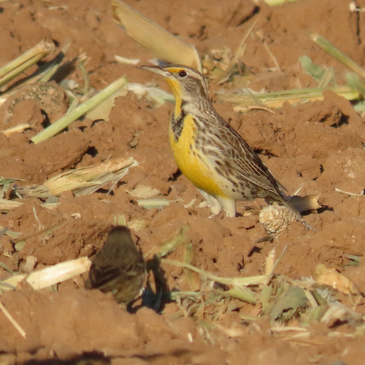 Western Meadowlark - ML627920822