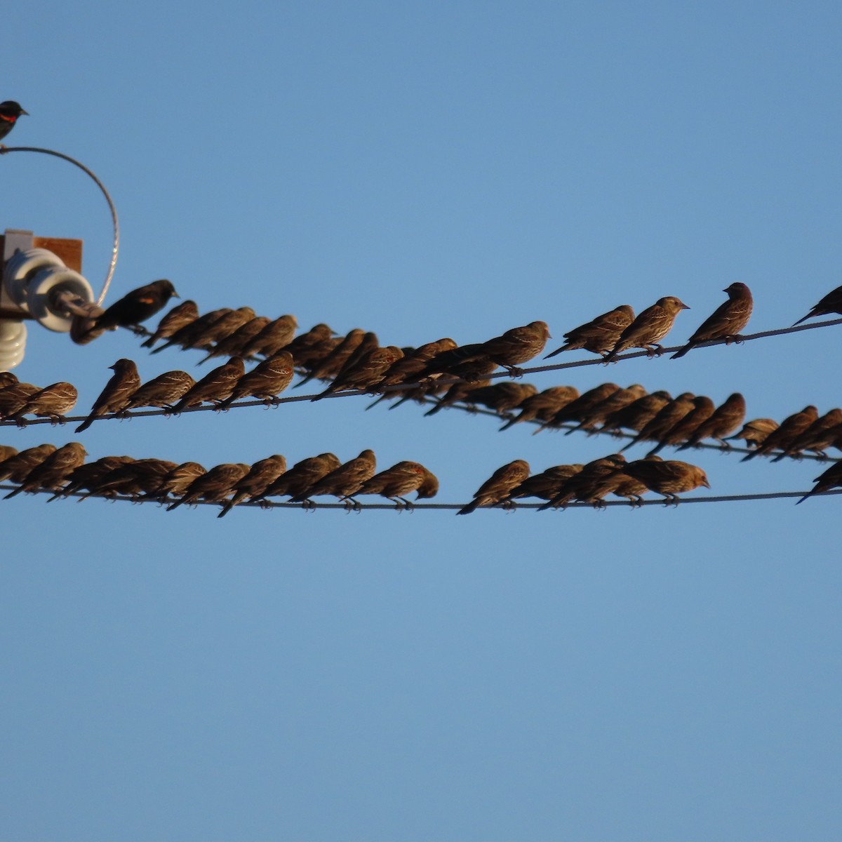 Red-winged Blackbird - ML627920838