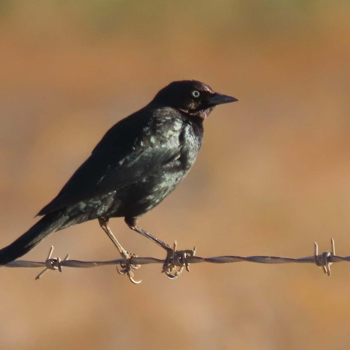 Brewer's Blackbird - ML627920851