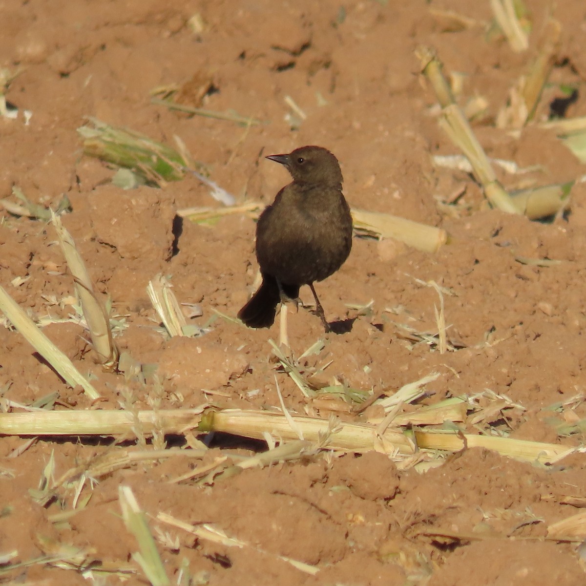 Brewer's Blackbird - ML627920852