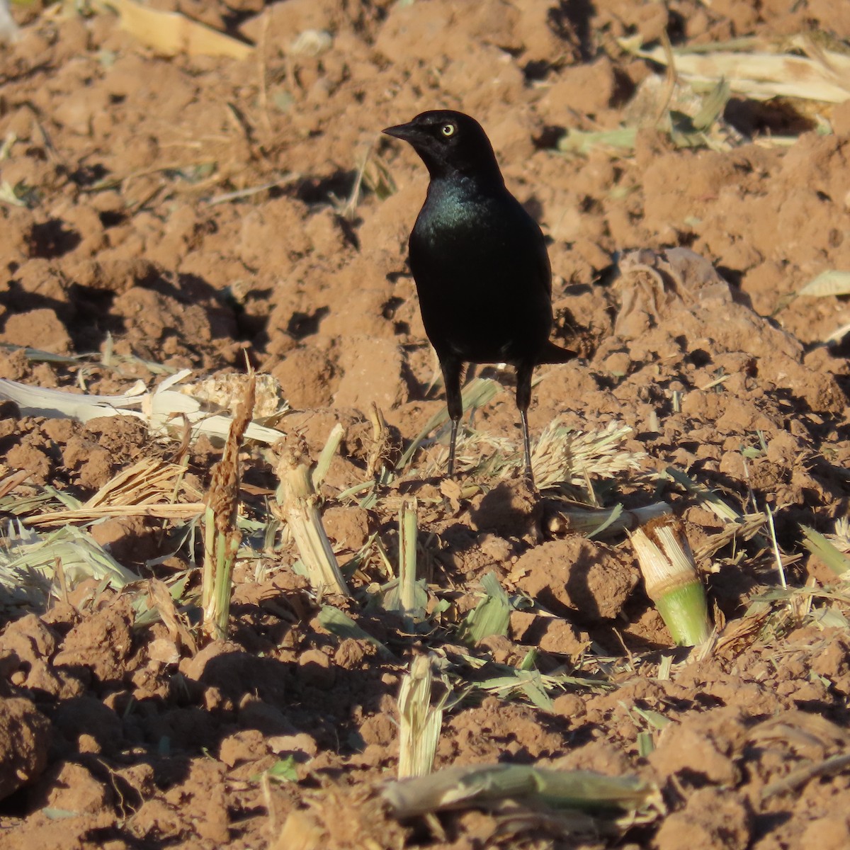 Brewer's Blackbird - ML627920853