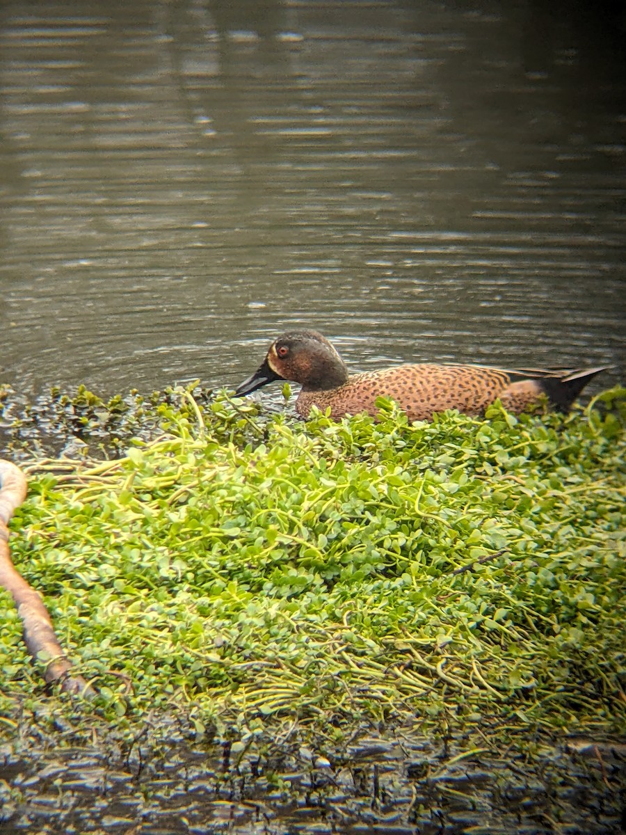 čírka modrokřídlá x skořicová (hybrid) - ML627920995