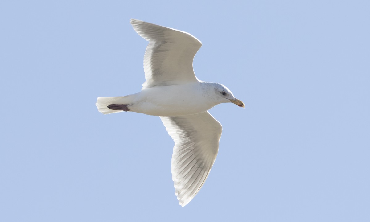 Glaucous-winged Gull - Brian Sullivan