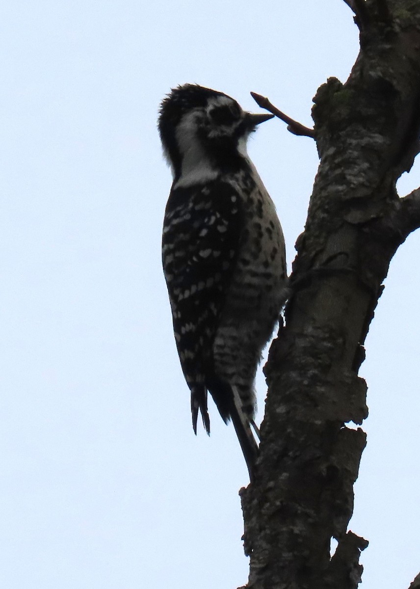 Nuttall's Woodpecker - ML627921021