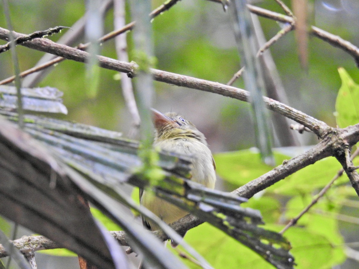 Western Olivaceous Flatbill - ML627921023