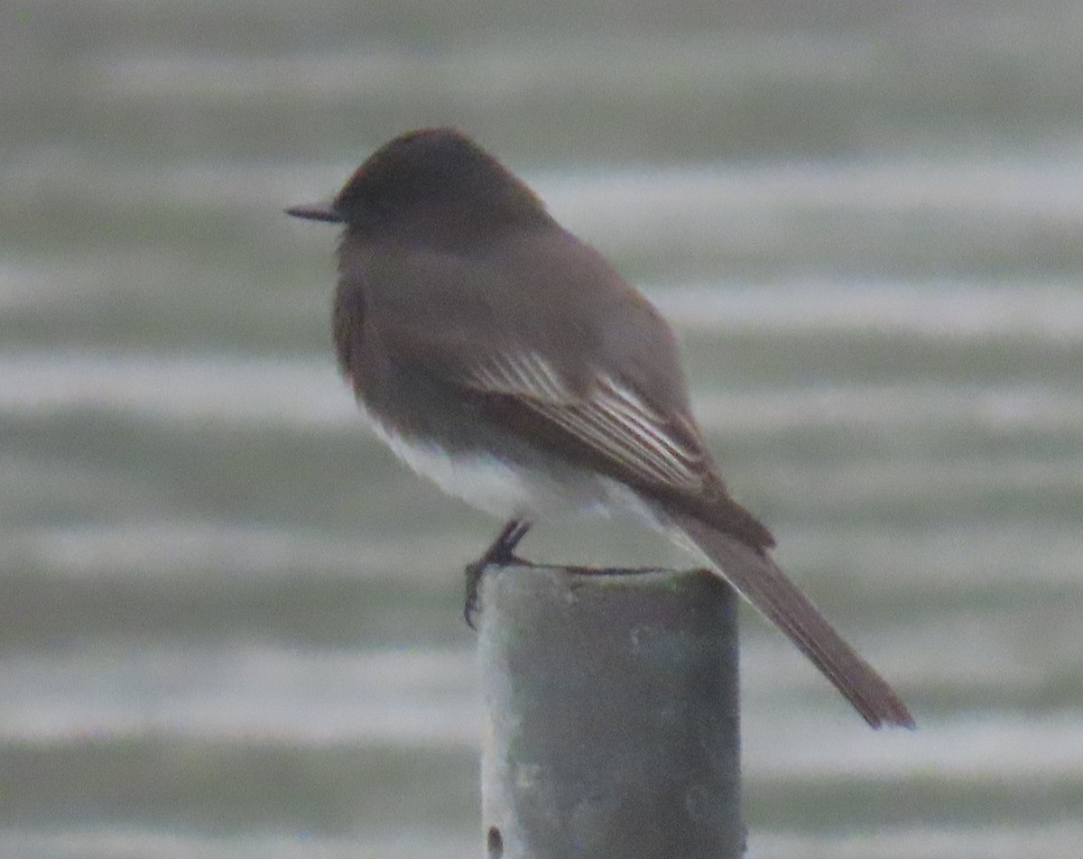 Black Phoebe - ML627921029