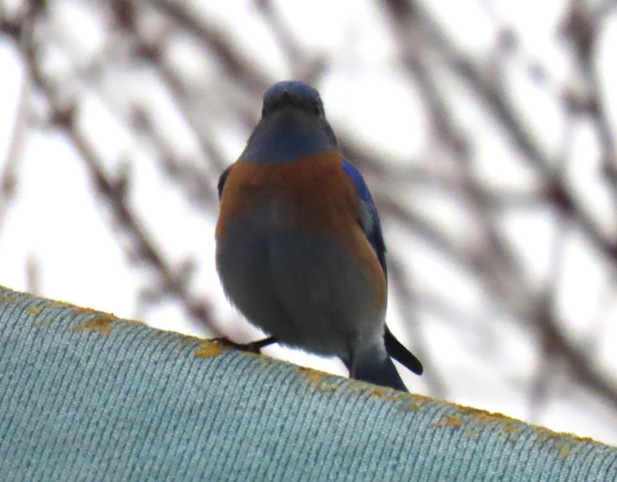 Western Bluebird - ML627921038