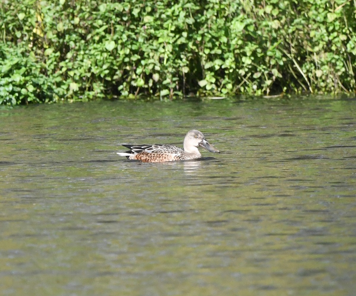 Northern Shoveler - ML627921065