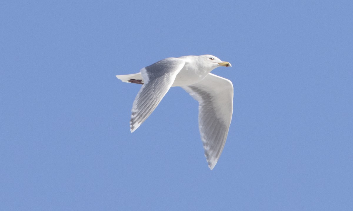 Glaucous-winged Gull - Brian Sullivan