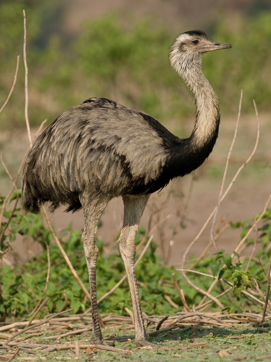 Greater Rhea - ML627921122