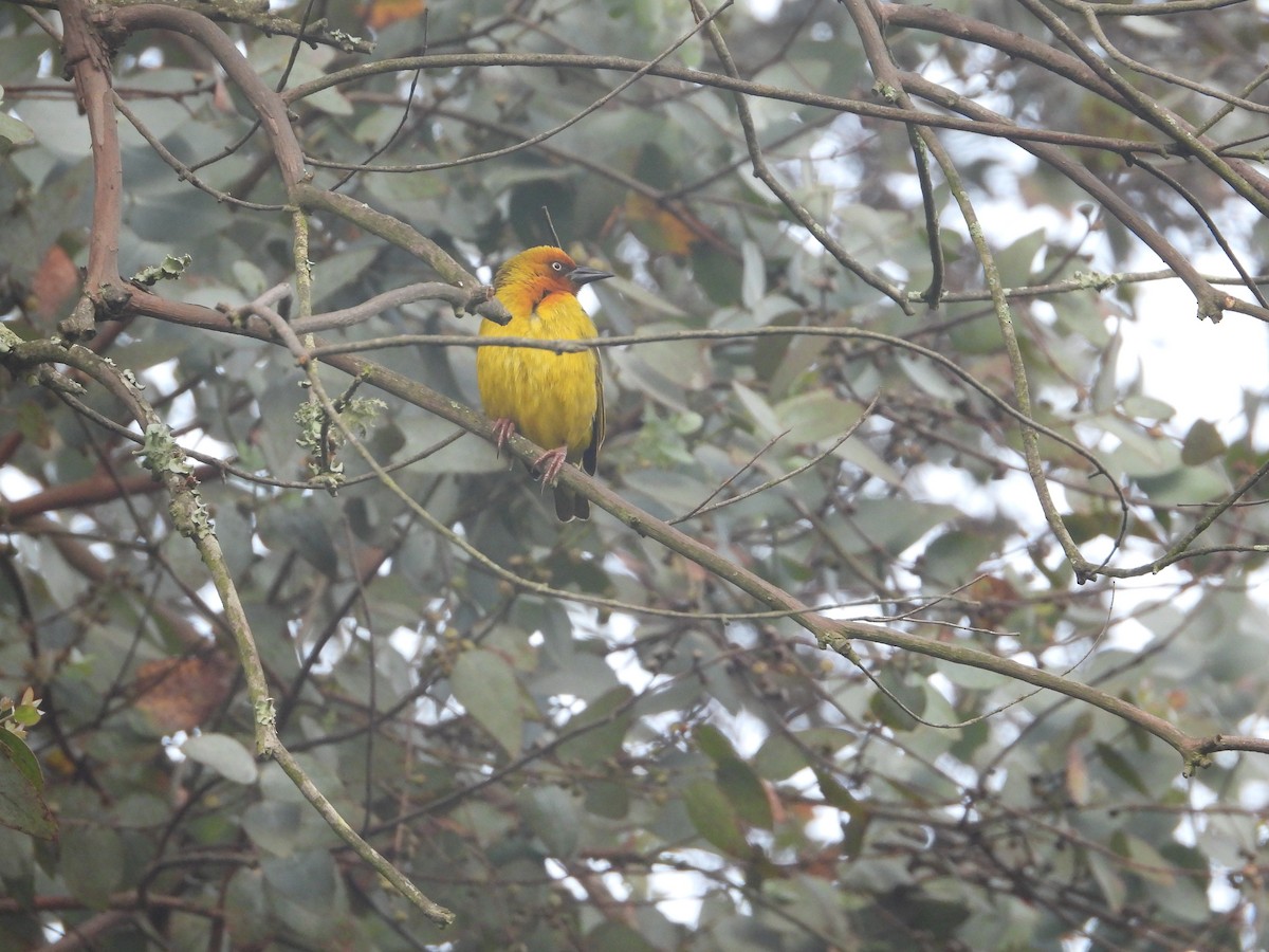 Cape Weaver - ML627921136