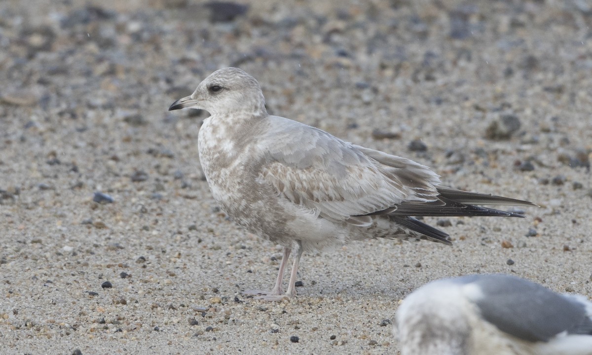 Short-billed Gull - ML62792121