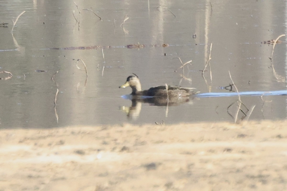 American Black Duck - ML627921387