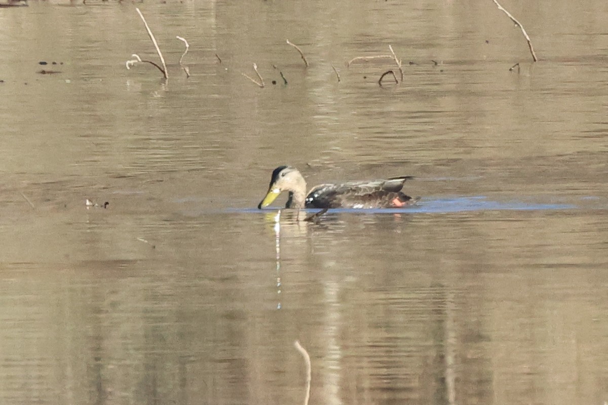 American Black Duck - ML627921388