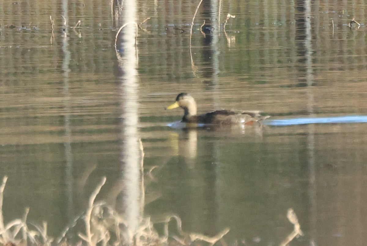 American Black Duck - ML627921389