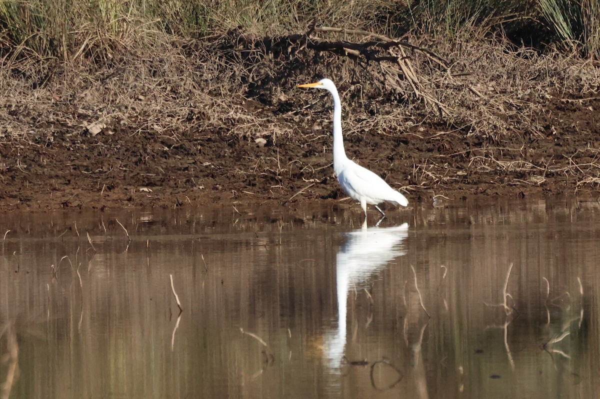 Цасч дэглий - ML627921401