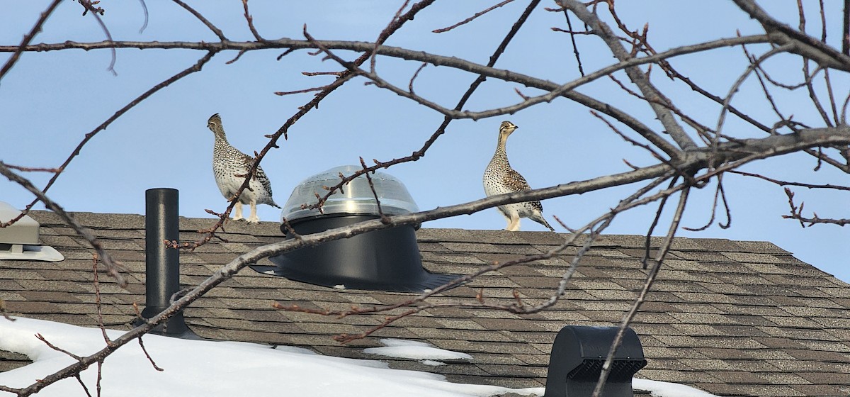 Sharp-tailed Grouse - ML627921403