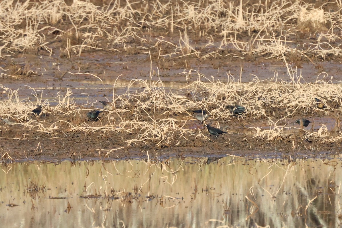 Rusty Blackbird - ML627921404