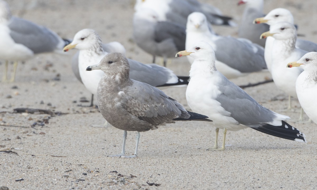 California Gull - ML62792141