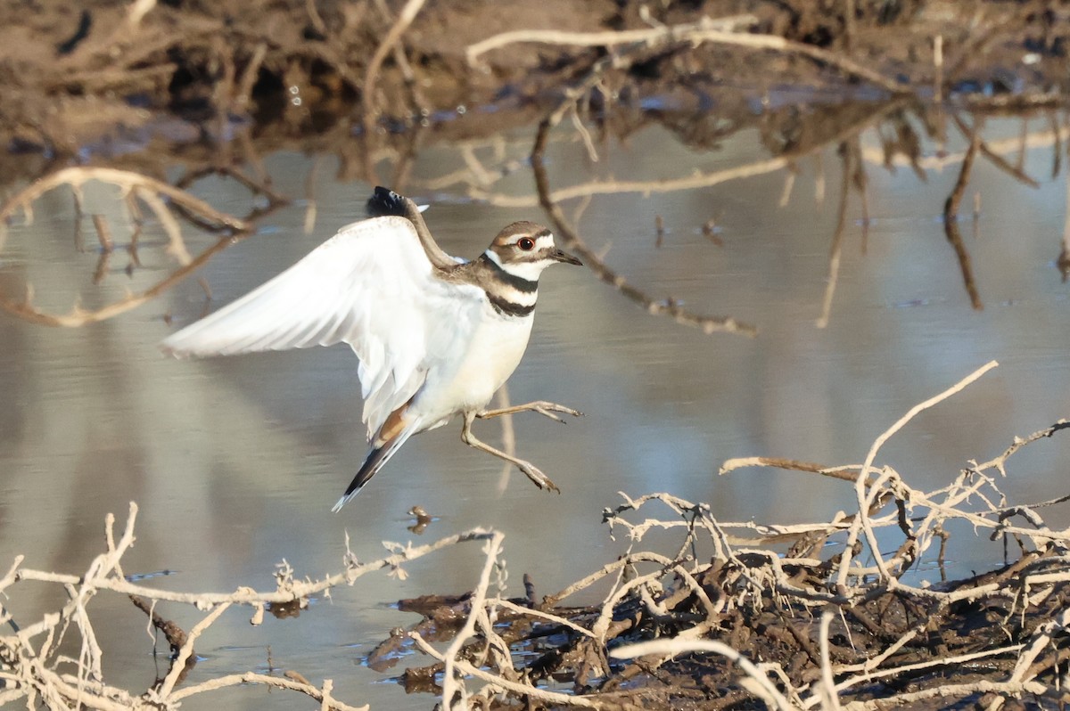 Killdeer - ML627921428