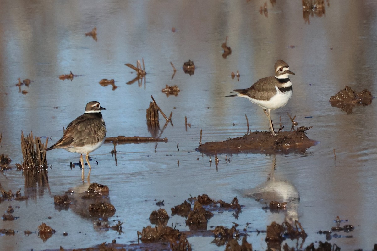 Killdeer - ML627921429