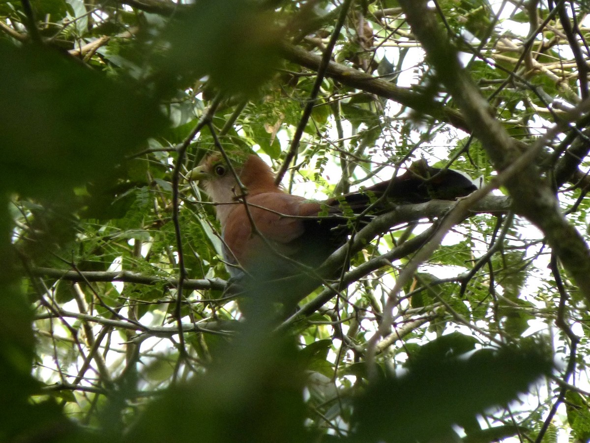 Squirrel Cuckoo - ML627921480