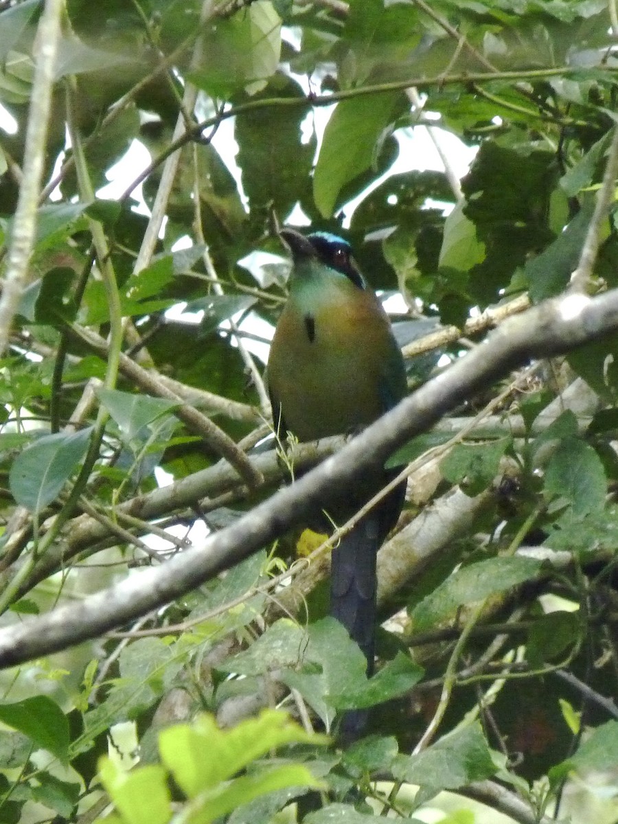 Lesson's Motmot - ML627921482