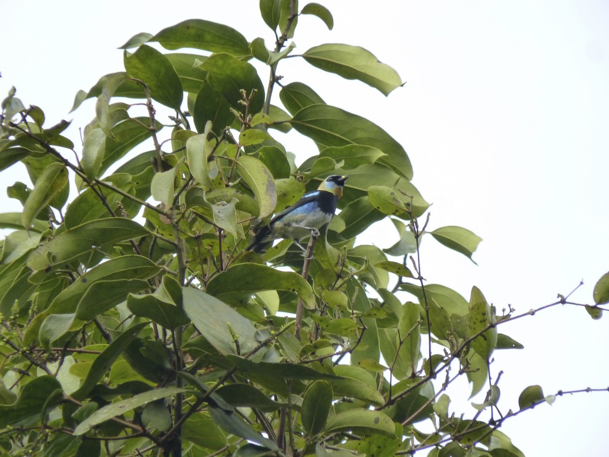 Golden-hooded Tanager - ML627921511