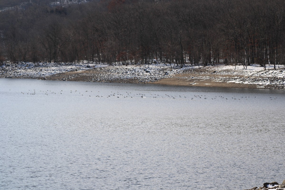 Common Merganser - ML627921661