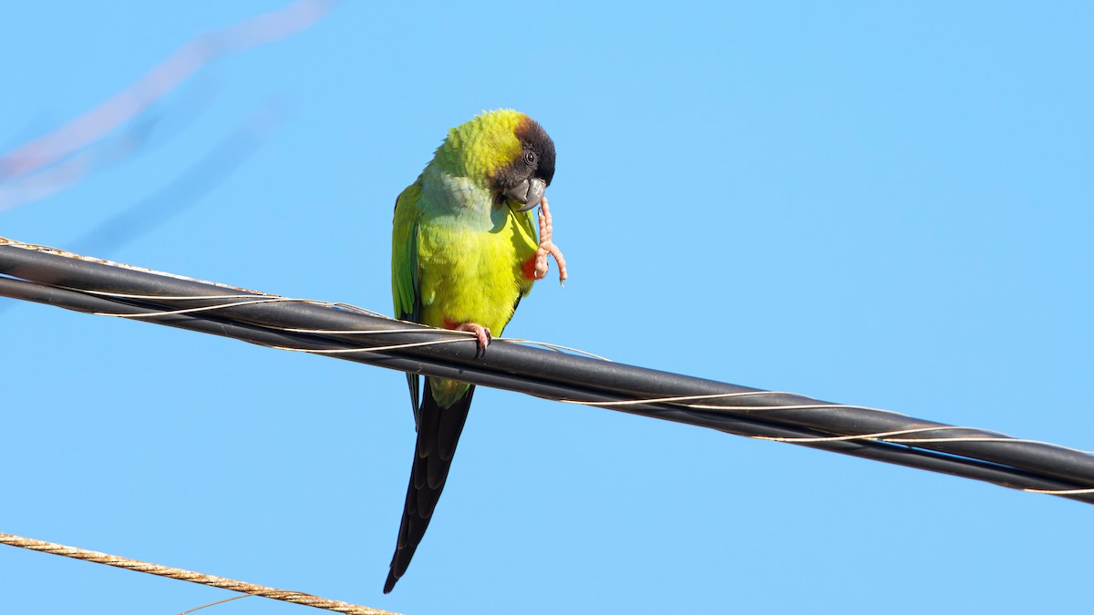 Nanday Parakeet - ML627921750